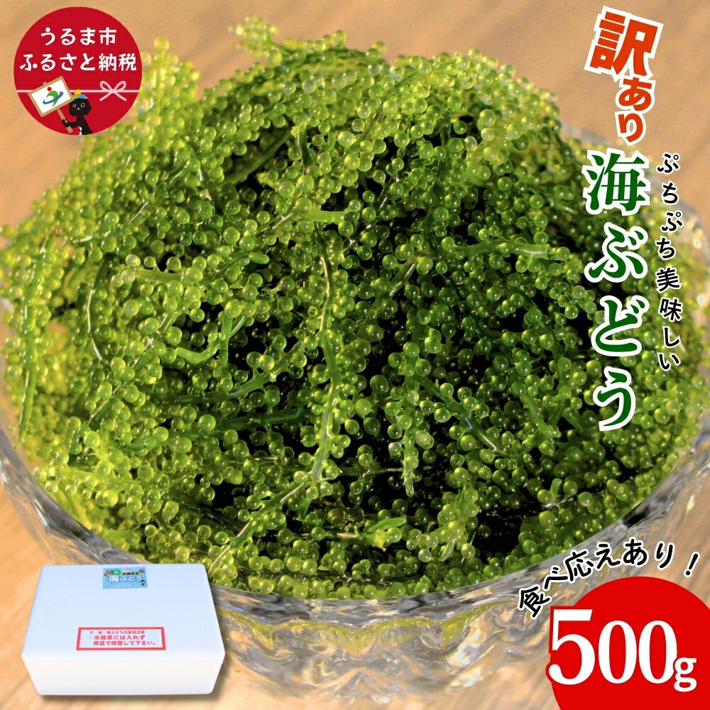 【ふるさと納税】訳あり海ぶどう 500g(茎付き)【うるま市産】沖縄 ふるさと納税 海ぶどう ぷちぷち 大容量 サラダ 海鮮丼