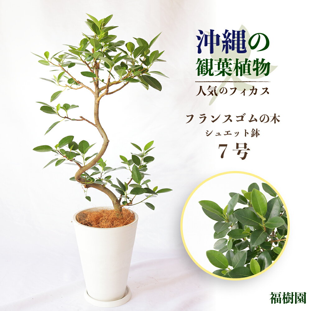 フィカス（ゴム） 【ふるさと納税】沖縄の観葉植物 人気のフィカス フランスゴム7号 シュエット鉢　観葉植物　フランスゴム　鉢　インテリア　7号　ゴムの木　鉢付き　インテリアグリーン　緑のある暮らし　沖縄　うるま市