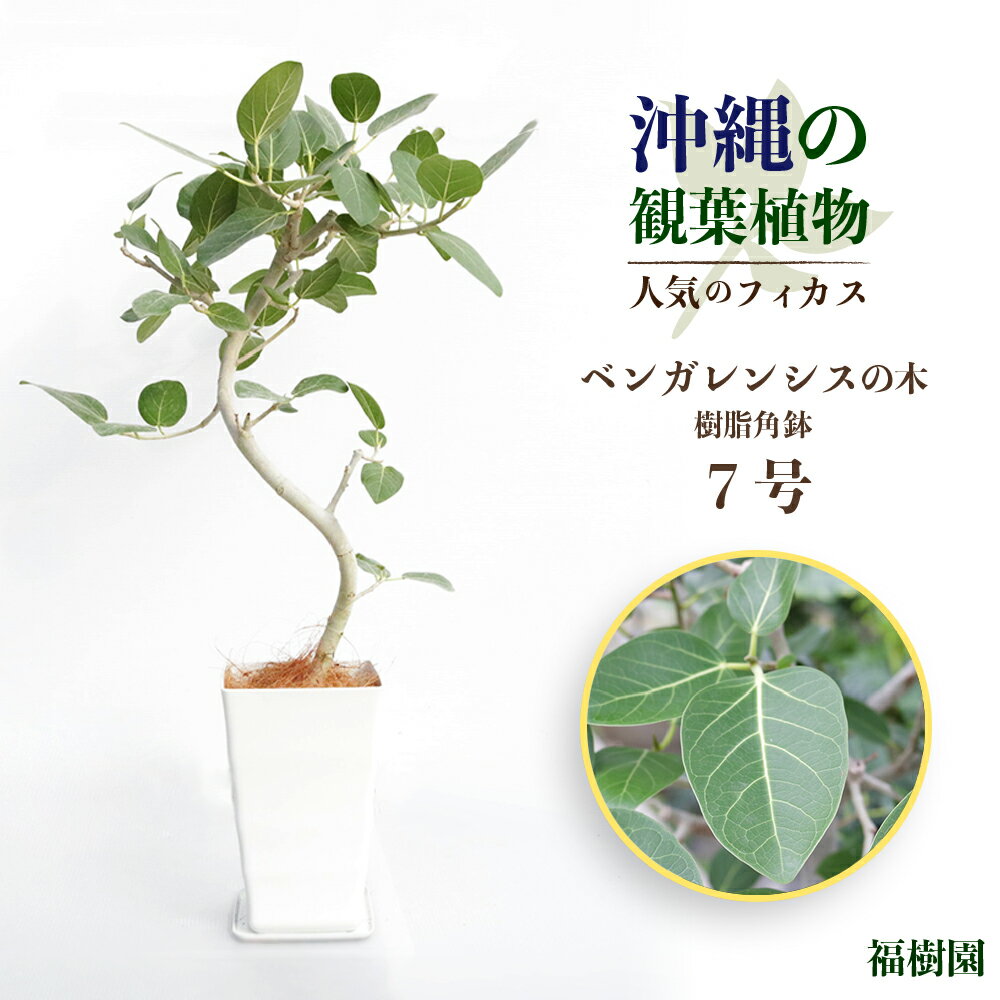 3位! 口コミ数「4件」評価「4」沖縄の観葉植物　人気のフィカス ベンガレンシス7号　角鉢　観葉植物　フィカス　ベンガレンシス　7号　インテリア　鉢セット　鉢付き　緑のある暮･･･ 