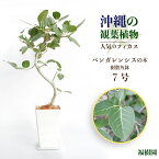 【ふるさと納税】沖縄の観葉植物　人気のフィカス ベンガレンシス7号　角鉢　観葉植物　フィカス　ベンガレンシス　7号　インテリア　鉢セット　鉢付き　緑のある暮らし　インテリアグリーン　うるま市　沖縄