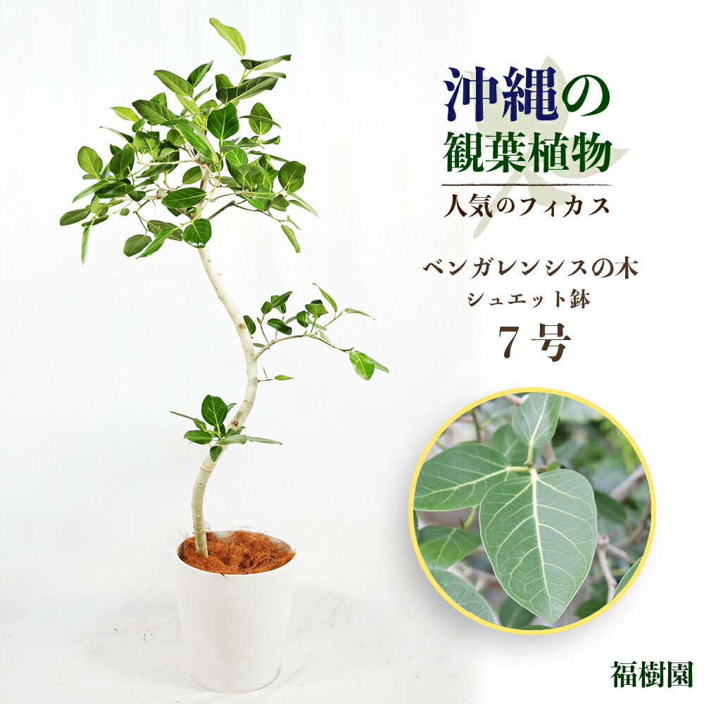 【ふるさと納税】沖縄の観葉植物 人気のフィカス ベンガレンシス7号 シュエット鉢 観葉植物 フィカス ベンガレンシス 7号 インテリア 鉢セット 鉢付き 7号 シュエット 鉢 インテリアグリーン …