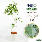 【ふるさと納税】沖縄の観葉植物　人気のフィカス ベンガレンシス7号　シュエット鉢　観葉植物　フィカス　ベンガレンシス　7号　インテリア　鉢セット　鉢付き　7号　シュエット　鉢　インテリアグリーン　緑のある暮らし　沖縄　うるま市　観葉植物　ゴムの木