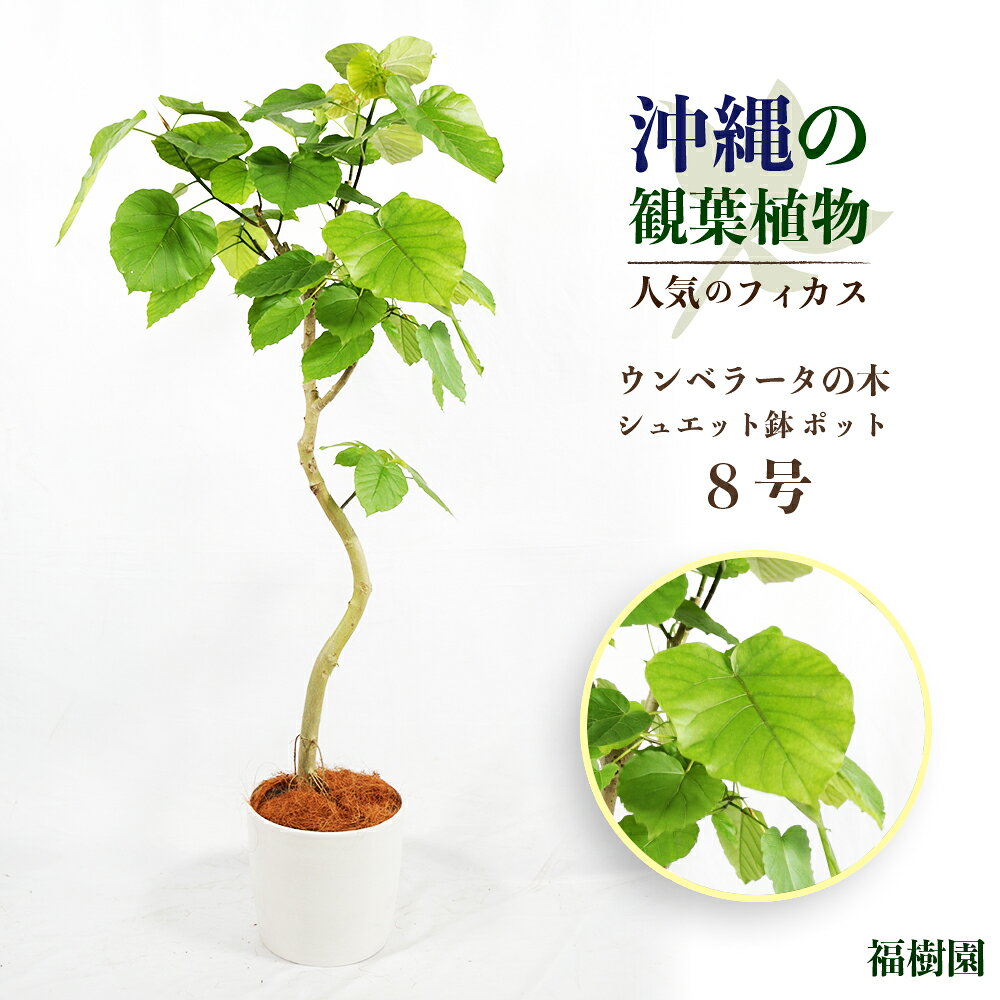 沖縄の観葉植物 人気のフィカス ウンベラータ8号 シュエット鉢ポット 鉢付き おしゃれ インテリアグリーン 緑のある暮らし うるま市 AONOKI