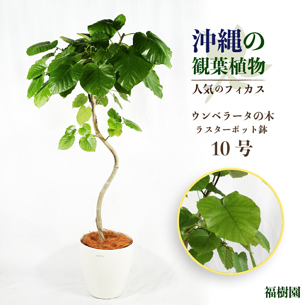 沖縄の観葉植物 人気のフィカス ウンベラータ10号 ラスターポット 観葉植物 福樹園 インテリア おしゃれ 鉢付き インテリアグリーン 緑のある暮らし うるま市 フランスゴム AONOKI