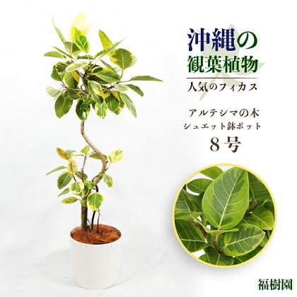 沖縄の観葉植物　人気のフィカス　アルテシマ8号　シュエット鉢ポット　植物　沖縄　ふるさと納税　フィカス　鑑賞　インテリア　アルテシマ　緑のある暮らし　インテリアグリーン　うるま市　沖縄