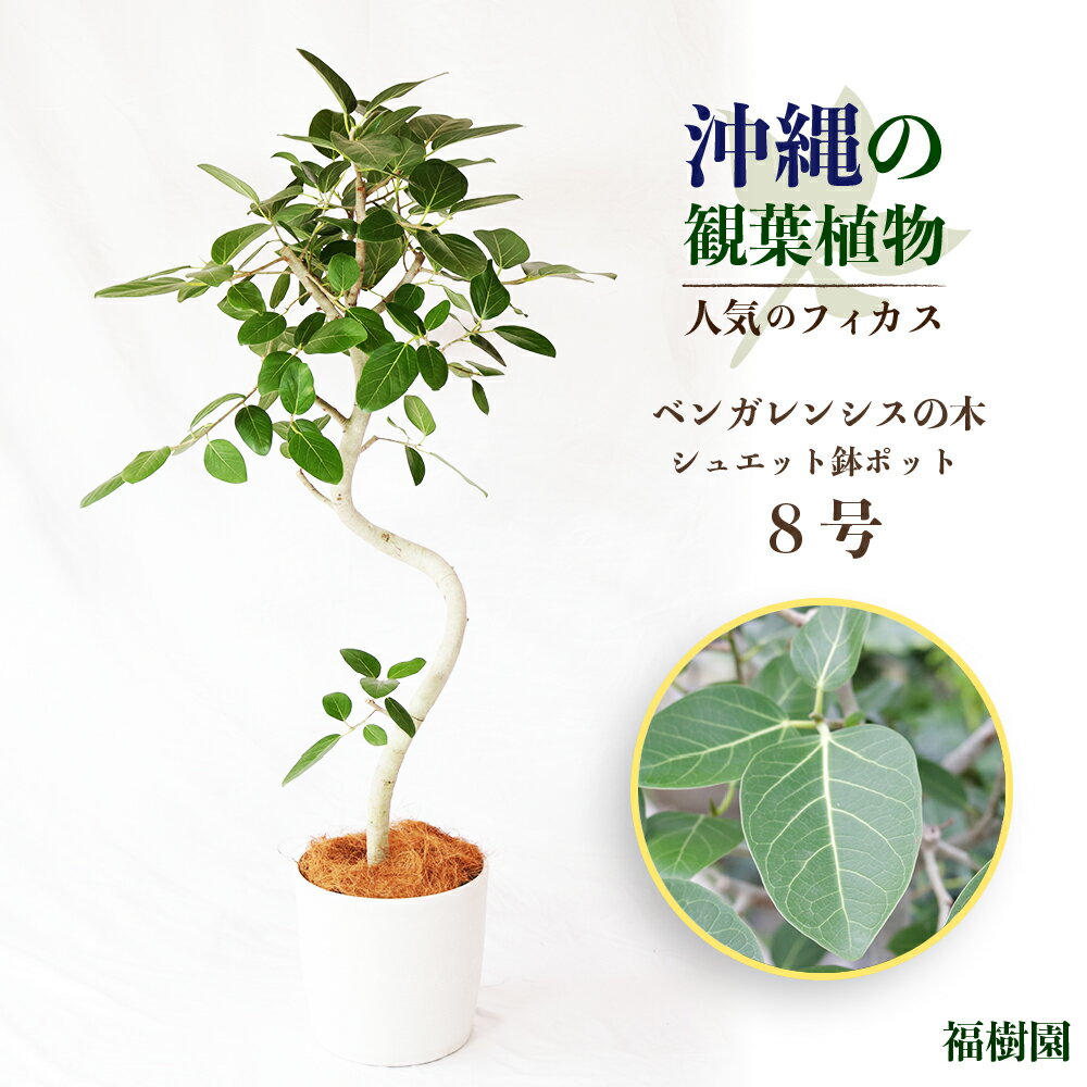 【ふるさと納税】沖縄の観葉植物　人気のフィカス　ベンガレンシス8号　シュエット鉢ポット　観葉植物　フィカス　ベンガレンシス　8号　インテリア　鉢セット　鉢付き　緑のある暮らし　インテリアグリーン　うるま市　沖縄　アルテシマ　ウンベラータ　フランスゴムのサムネイル