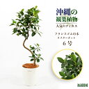 【ふるさと納税】沖縄の観葉植物 人気のフィカス フランスゴム6号 ラスターポット 観葉植物 植物 ふるさと納税 フィカス フランスゴム 6号 ラスターポット 鑑賞 インテリアグリーン 緑のある暮らし ゴムの木 うるま市