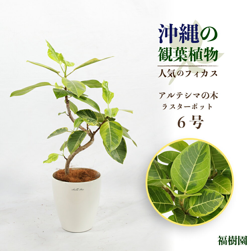 沖縄の観葉植物 人気のフィカス アルテシマ6号 ラスターポット 植物 沖縄 ふるさと納税 フィカス 鑑賞 インテリア アルテシマ ゴムの木 おしゃれ 鉢付き インテリアグリーン 緑のある暮らし 沖縄 うるま市