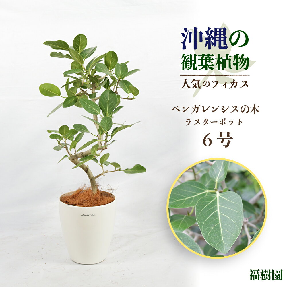 沖縄の観葉植物 人気のフィカス ベンガレンシス6号 ラスターポット 観葉植物 フィカス ベンガレンシス 6号 インテリア 鉢セット 鉢付き 緑のある暮らし インテリアグリーン ラスター ポット 沖縄 うるま市