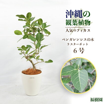 沖縄の観葉植物 人気のフィカス ベンガレンシス6号 ラスターポット　観葉植物　フィカス　ベンガレンシス　6号　インテリア　鉢セット　鉢付き　緑のある暮らし　インテリアグリーン　ラスター　ポット　沖縄　うるま市