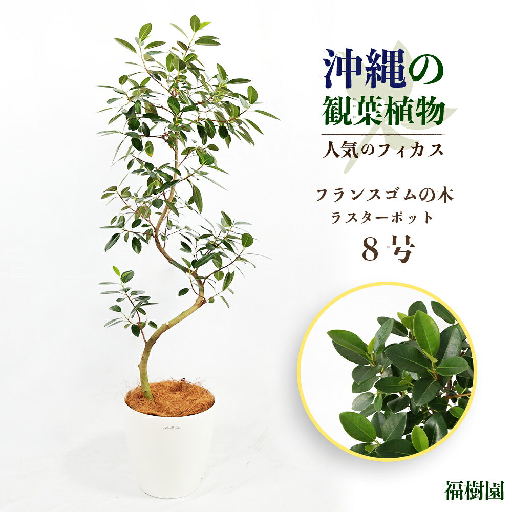 沖縄の観葉植物 人気のフィカス フランスゴム8号 ラスターポット 植物 鑑賞 インテリア 緑のある暮らし インテリアグリーン ハウスプラント 鉢付き うるま市 観葉植物 AONOKI