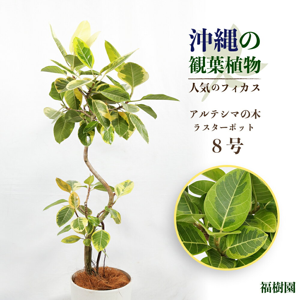 【ふるさと納税】沖縄の観葉植物 人気のフィカス アルテシマ8号 ラスターポット 植物　沖縄　ふるさと納税　フィカス　鑑賞　インテリア　アルテシマ　インテリアグリーン　ハウスプラント　8号　ラスター　鉢付き　観葉植物　フランスゴム　ベンガレンシス　ウンベラータのサムネイル