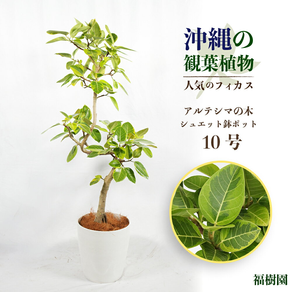 【ふるさと納税】沖縄の観葉植物　人気のフィカス アルテシマ10号 シュエット鉢ポット　植物　沖縄　ふるさと納税　フィカス　鑑賞　インテリア　アルテシマ　インテリアグリーン　緑のある暮らし　うるま市　観葉植物　フランスゴム　ベンガレンシス　ウンベラータのサムネイル