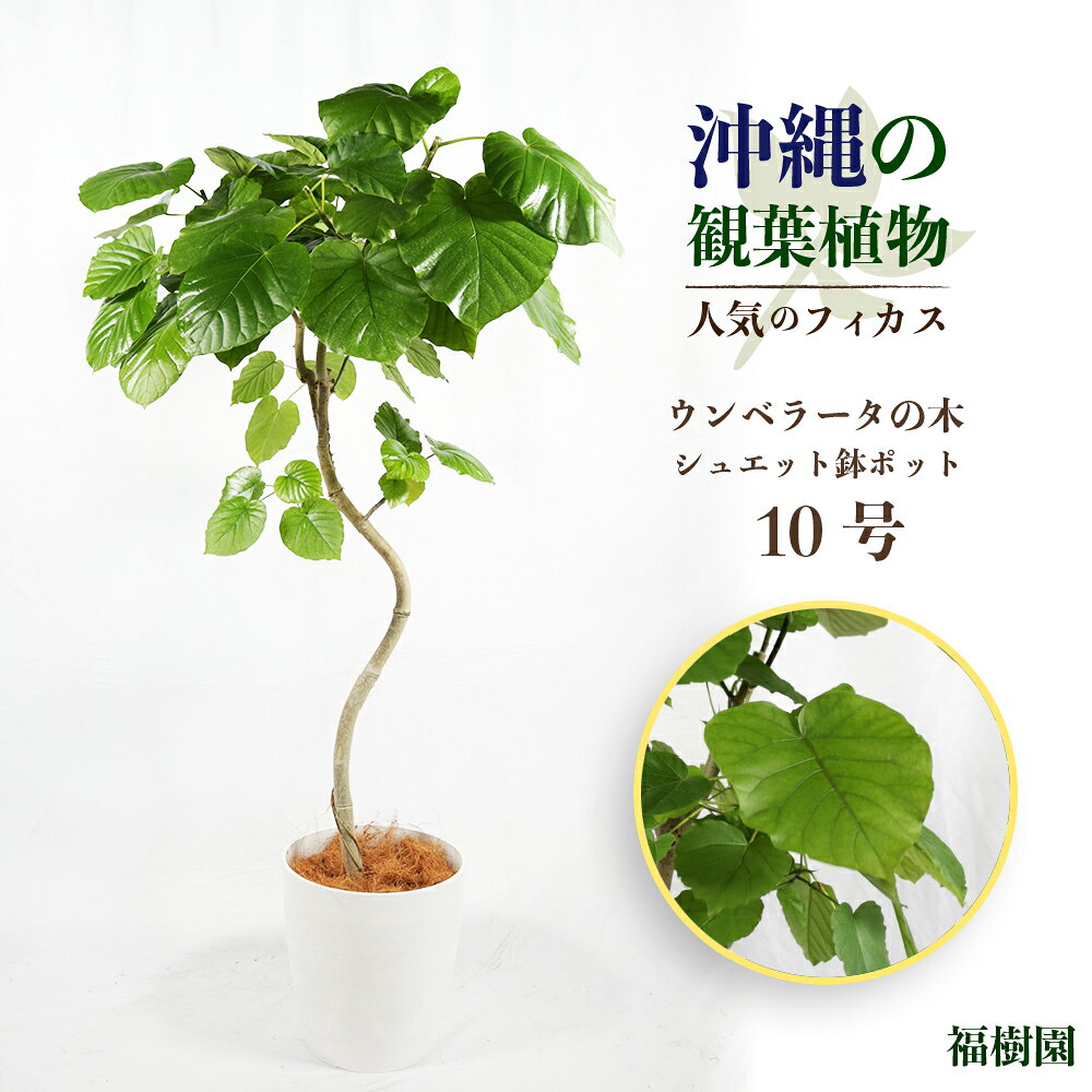 沖縄の観葉植物 人気のフィカス ウンベラータ10号 シュエット鉢ポット 観葉植物 鉢付き ゴムの木 インテリア ウンベラータ インテリアグリーン うるま市 AONOKI