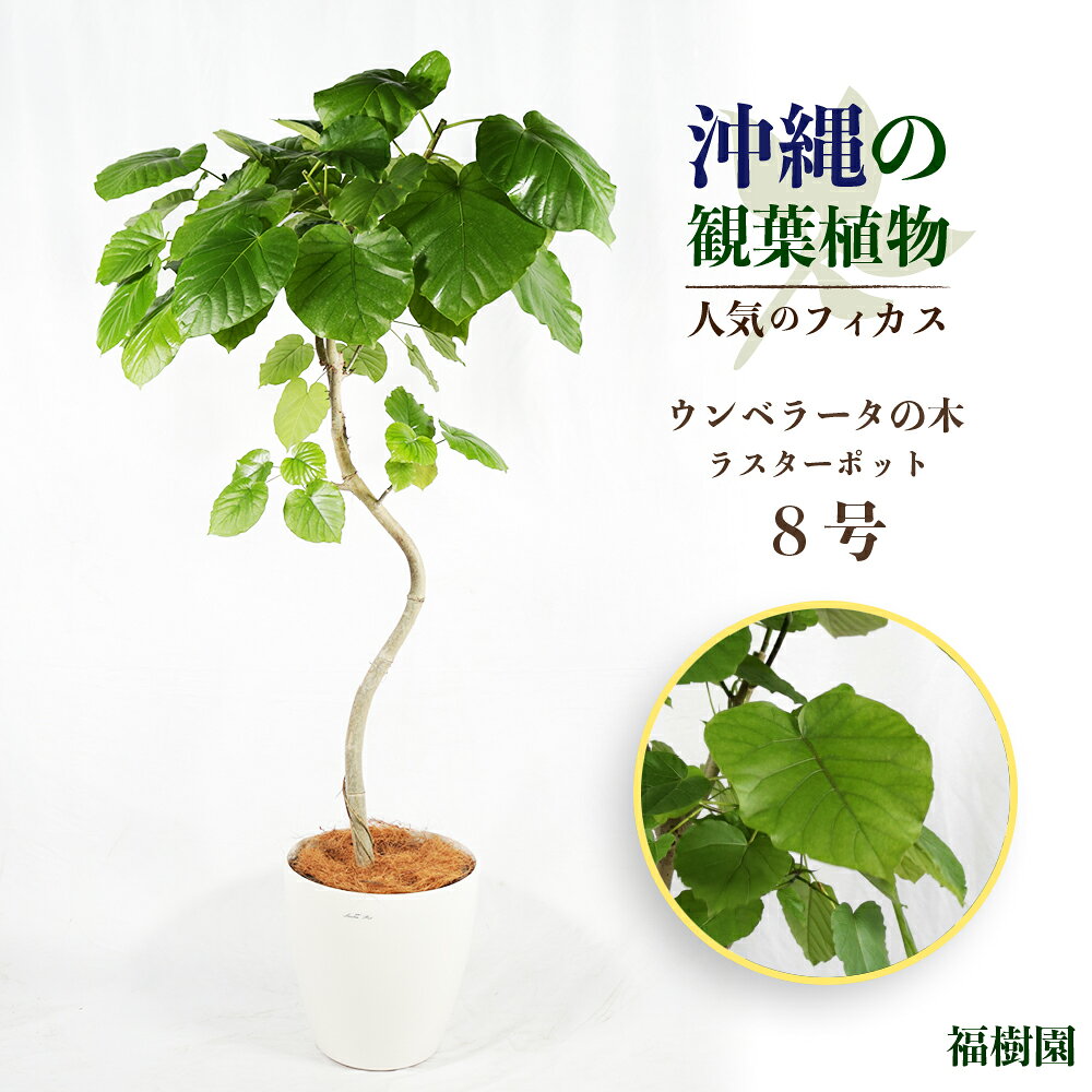 沖縄の観葉植物 人気のフィカス ウンベラータ8号 ラスターポット 観葉植物 鉢付き おしゃれ インテリアグリーン 沖縄 ハウスプラント 福樹園 フランスゴム うるま市 AONOKI