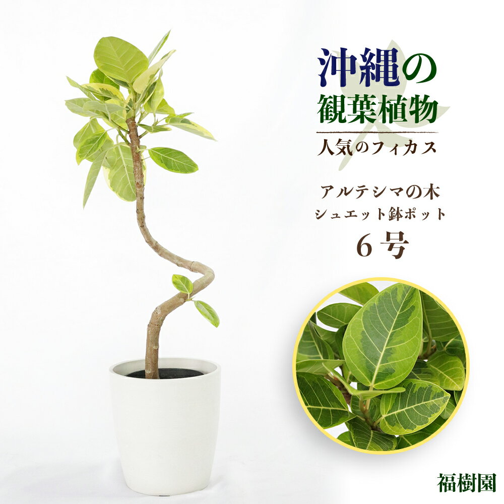 沖縄の観葉植物 人気のフィカス アルテシマ6号 シュエット鉢ポット 植物 沖縄 ふるさと納税 フィカス 鑑賞 インテリア アルテシマ 緑のある暮らし インテリアグリーン