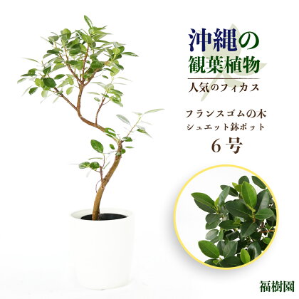 沖縄の観葉植物 人気のフィカス フランスゴム6号 シュエット鉢ポット　観葉植物　植物　沖縄　ふるさと納税　フィカス　鑑賞　クワ科　ゴムの木　おしゃれ　インテリア　鉢付き　シュエットポット　うるま市緑のある暮らし　インテリアグリーン