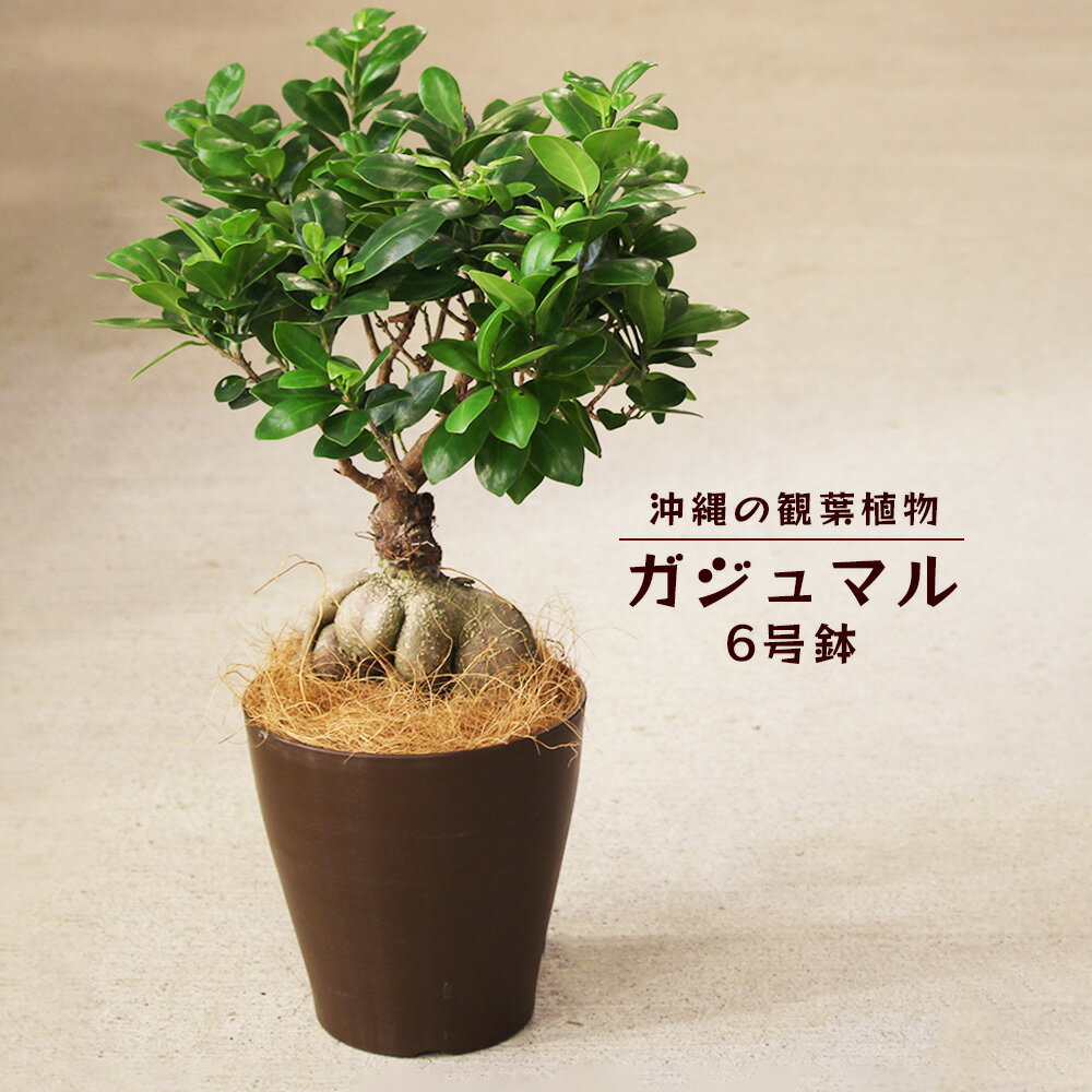 【ふるさと納税】沖縄の観葉植物　観葉植物　ガジュマル 6号鉢　6号　観葉植物　ガジュマル　インテリ...