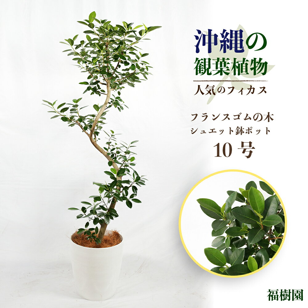 沖縄の観葉植物 人気のフィカス フランスゴム10号 シュエット鉢ポット 観葉植物 ゴムの木 インテリア シュエット鉢 ポット鉢 鉢付き おしゃれ うるま市 インテリアグリーン AONOKI