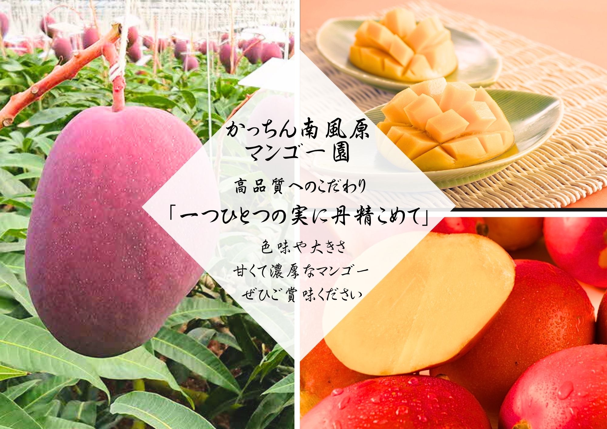 【ふるさと納税】高品質マンゴー 秀品　約1.5kg（2〜5玉）【かっちん南風原マンゴー園】【2025年発送】　マンゴー　南国　沖縄　秀品　アップルマンゴー　1.5キロ　アーウィンマンゴー