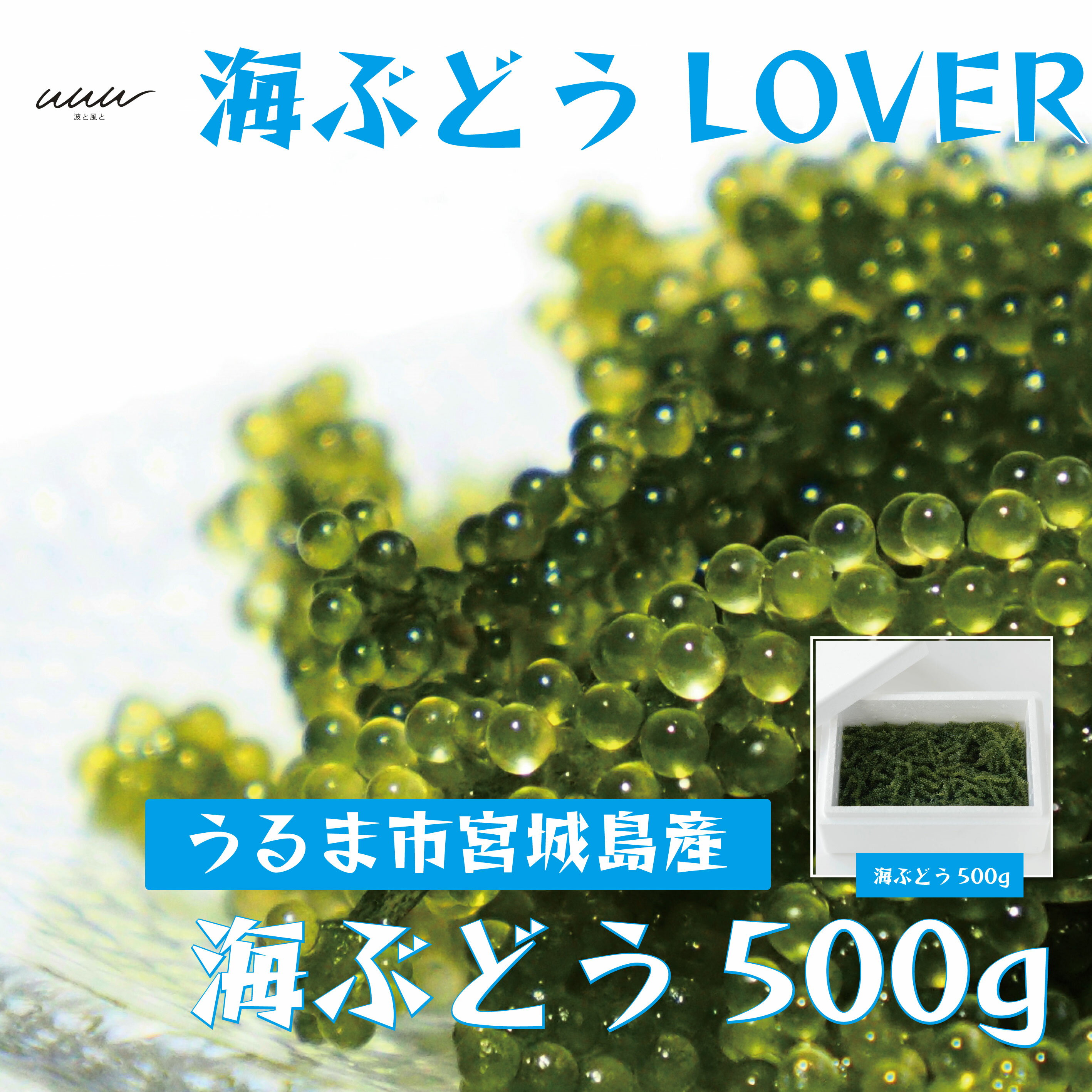 【ふるさと納税】海ぶどうLover　500gパック【2024年4月より順次発送】　沖縄　ふるさと納税　海ぶどう　ぷちぷち　大容量　サラダ　海鮮丼のサムネイル
