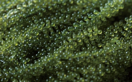 【ふるさと納税】【お手軽沖縄海藻セット】海ぶどう（200g）＆もずく（500g）【2025年4月より順次発送】沖縄　うるま市　宮城島　波と風と合同会社　海ぶどう　もずく　海藻　海の幸　セット