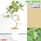 【ふるさと納税】沖縄の観葉植物　人気のフィカス ベンガレンシス7号　樹脂角鉢