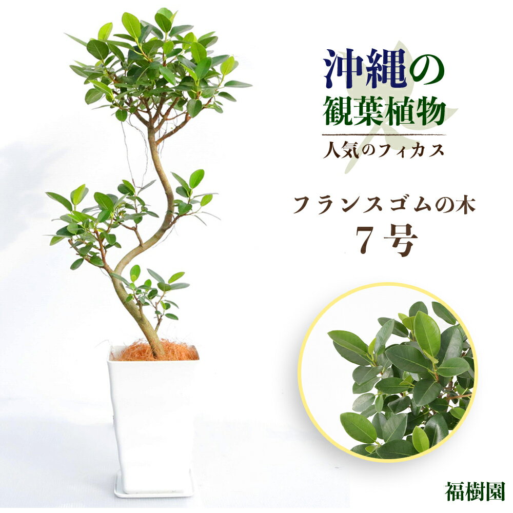 【ふるさと納税】沖縄の観葉植物　