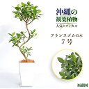 【ふるさと納税】沖縄の観葉植物　人気のフィカス　フランスゴム7号　樹脂角鉢