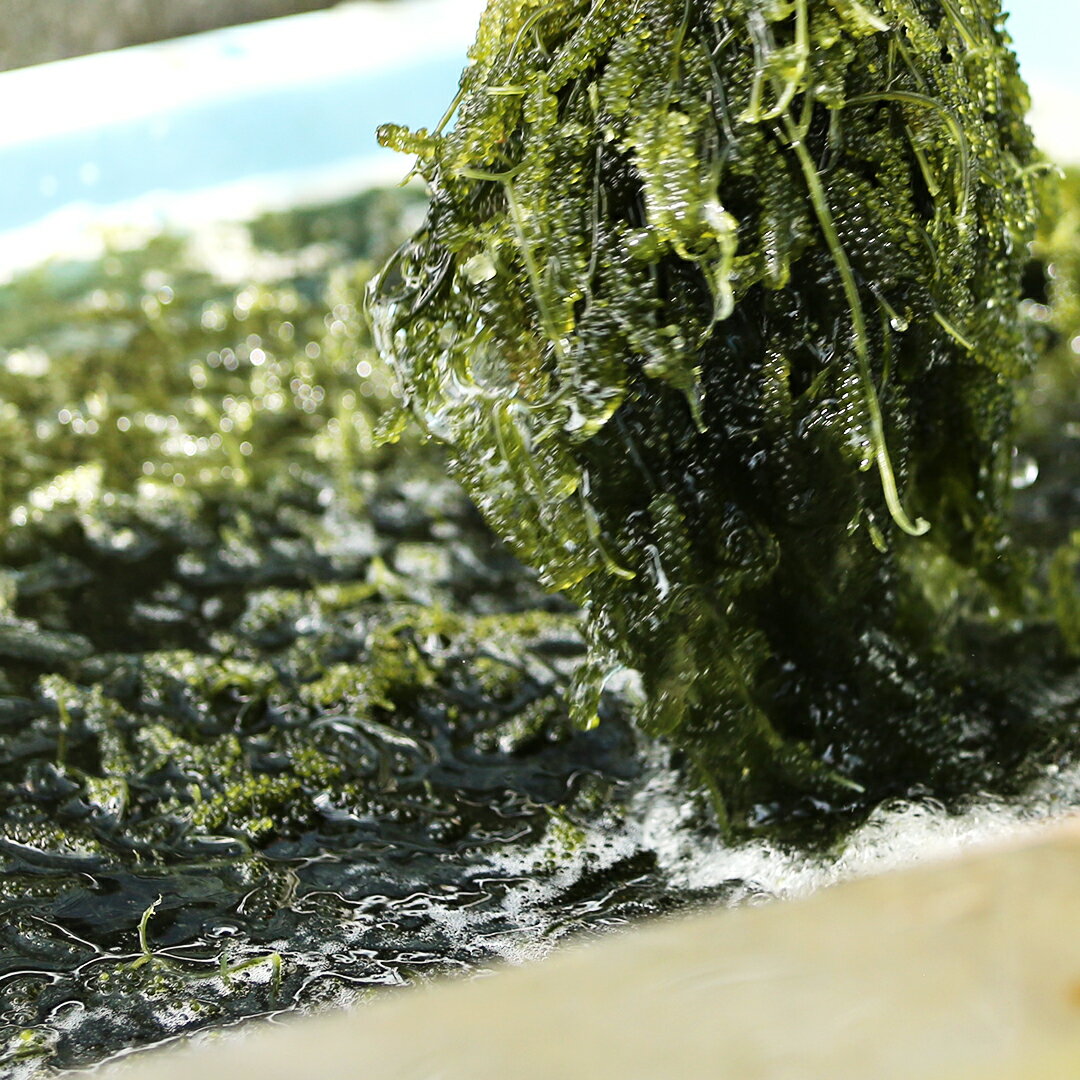 沖縄/宮古島/ふるさと納税/おすすめ/海藻類　【ふるさと納税】【2026年発送】宮古島朝採れ海ぶどう（6パック）｜新鮮直送 プチプチ食感 沖縄土産（FL002）