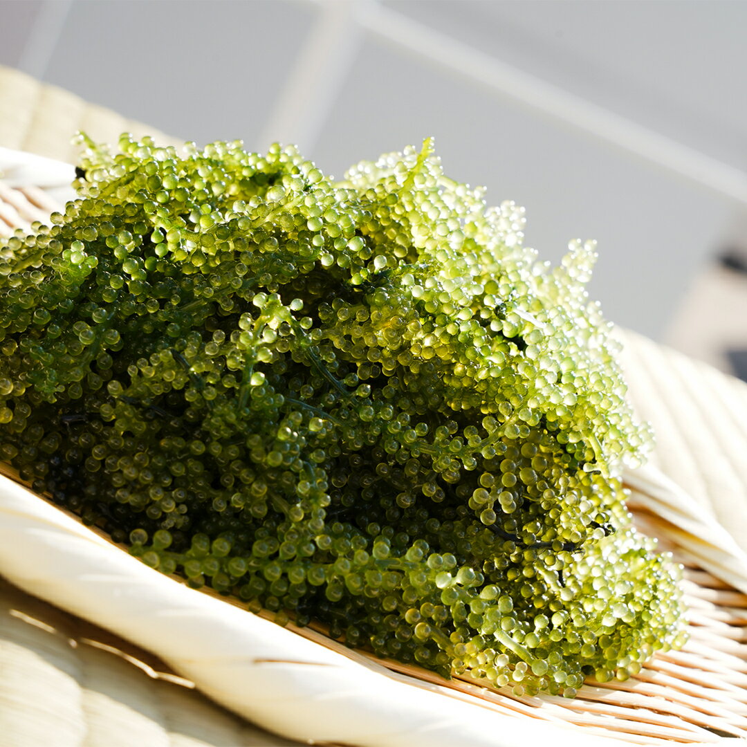 沖縄/宮古島/ふるさと納税/おすすめ/海藻類　【ふるさと納税】【2026年発送】宮古島朝採れ海ぶどう（6パック）｜新鮮直送 プチプチ食感 沖縄土産（FL002）