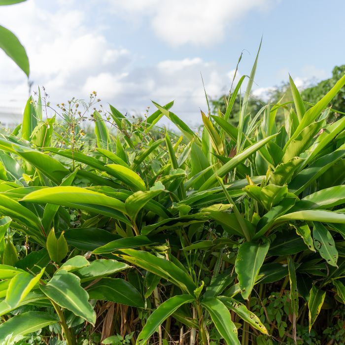 沖縄県宮古島市の画像3