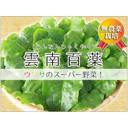 【琉球マルシェ】雲南百薬 1kg　葉の厚さが違う！宮古島のミネラル土壌で育ちました | 雲南百薬 ミネラル 無農薬 野菜 人気 おすすめ ご当地 お取り寄せ 沖縄 宮古島