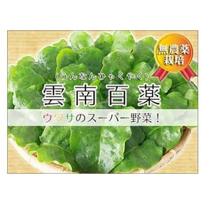 【ふるさと納税】【琉球マルシェ】雲南百薬 2kg　葉の厚さが違う！宮古島のミネラル土壌で育ちました | 野菜 雲南百薬 やさい 無農薬 宮古島市 沖縄 ご当地