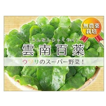 【琉球マルシェ】雲南百薬 2kg　葉の厚さが違う！宮古島のミネラル土壌で育ちました | 野菜 雲南百薬 やさい 無農薬 宮古島市 沖縄 ご当地