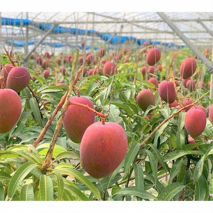 沖縄県宮古島市の画像2