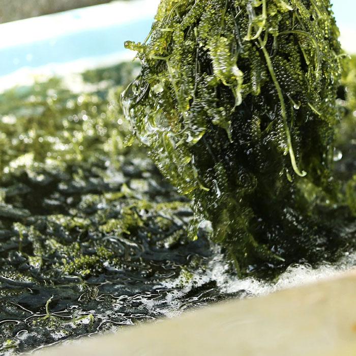 沖縄/宮古島/ふるさと納税/おすすめ/海藻類　【ふるさと納税】【2026年発送】宮古島朝採れ海ぶどう（5パック）｜新鮮直送 プチプチ食感 沖縄土産（FL003）