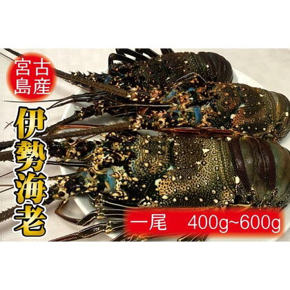 伊勢海老 1尾 （400g～600g） | 魚介 えび 伊勢海老 海老 海鮮 新鮮 人気 おすすめ 送料無料 沖縄 宮古島