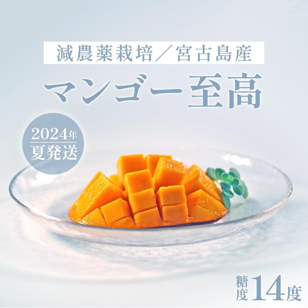 【ふるさと納税】《先行予約》沖縄・宮古島 減農薬栽培マンゴー 2kg【優品】(AR208)｜贈答用・糖度14度以上！｜琉球マルシェ | 贈答 優品 数量限定 マンゴー フルーツ 名産品 ご当地 人気 ギフト プレゼント おすすめ お取り寄せ 送料無料 沖縄 宮古島 南国