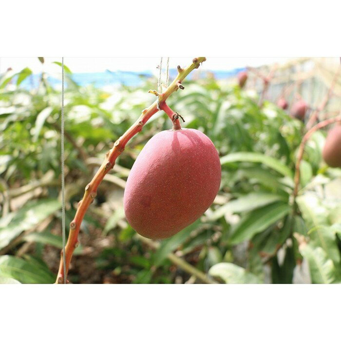 沖縄県宮古島市の画像3