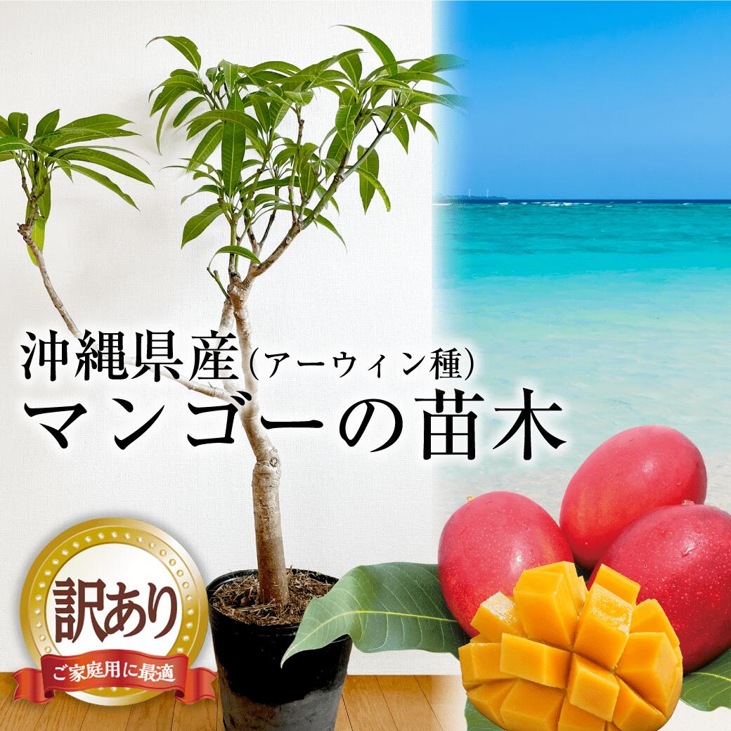 【ふるさと納税】【4月以降出荷/訳あり】マンゴーの苗木（アップルマンゴー接木苗）