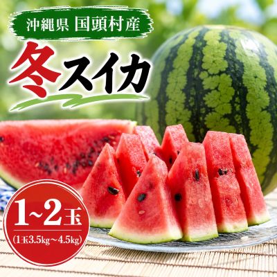 [2027年2月中旬から順次発送]島袋さんの冬スイカ選べる 1〜2玉(1玉あたり3.5〜4.5kg)_ すいか スイカ 西瓜 冬スイカ フルーツ 甘い 国頭スイカ 島袋さん 沖縄 国頭村産 くにがみそん 国頭マージ やんばる [配送不可地域:離島][G1577664]