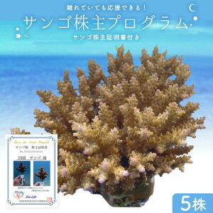 【ふるさと納税】成長記録が贈られる!国頭村の「サンゴ株主」プログラム5株【1581395】