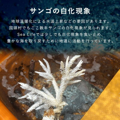 沖縄県国頭村の画像2