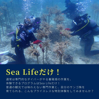 沖縄県国頭村の画像2