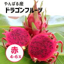 【ふるさと納税】【2026年8月から順次発送】やんばる産のドラゴンフルーツ赤 4~6玉【配送不可地域:離島】【1584617】