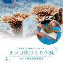 【ふるさと納税】サンゴ株作り体験1名様(サンゴ証明書付き)【1588049】