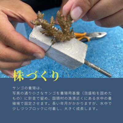 沖縄県国頭村の画像3