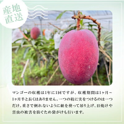 沖縄県国頭村の画像3