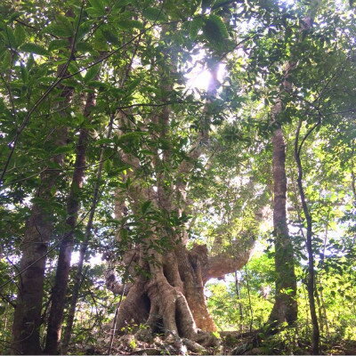 沖縄県国頭村の画像3